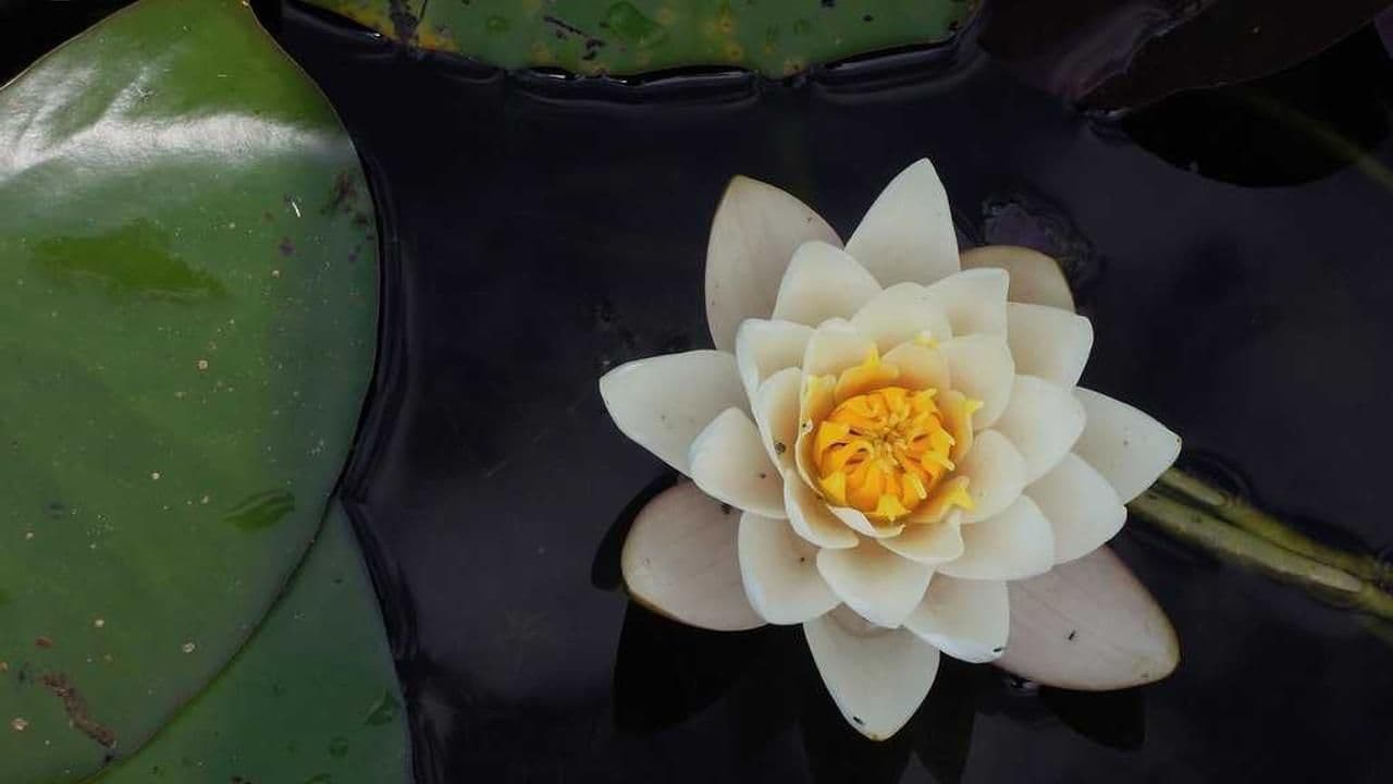 Series khơii: Sống trọn vẹn – Tuần 1